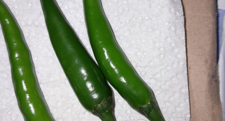 Demon F1 chillies(Green)