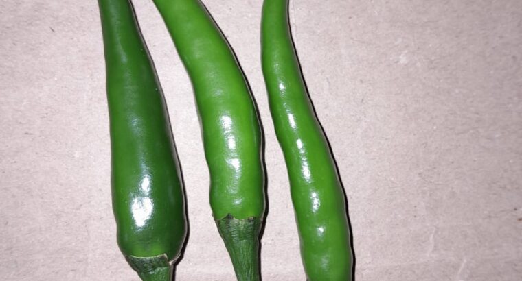 Demon F1 chillies(Green)