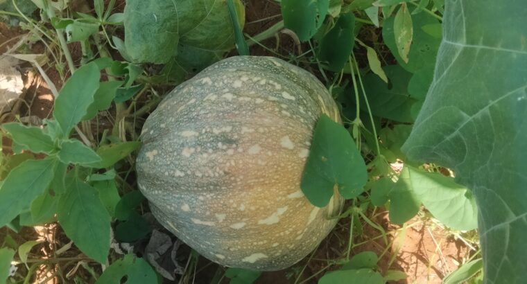 Pumpkins on sale