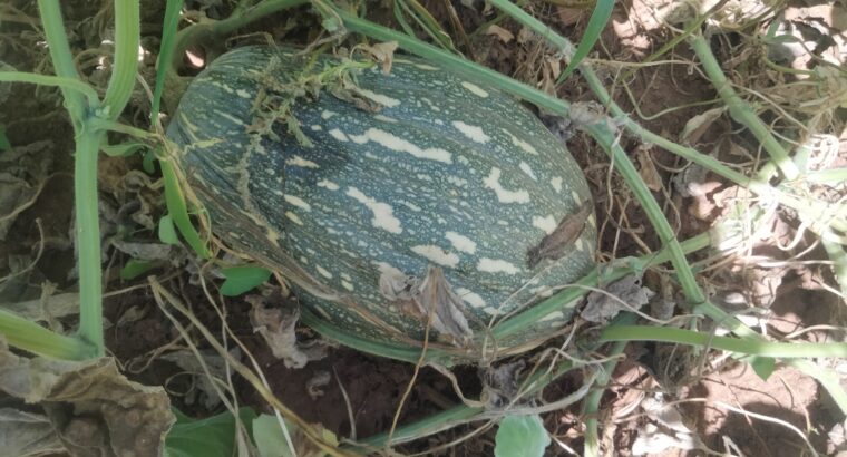 Pumpkins on sale