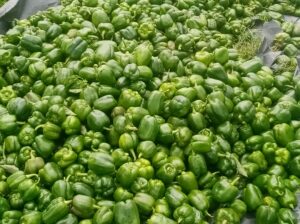 Green Capsicum ( Hoho)