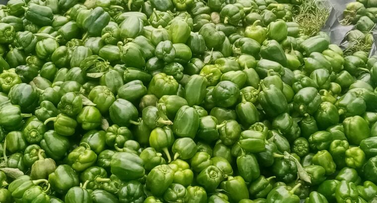 Green Capsicum ( Hoho)