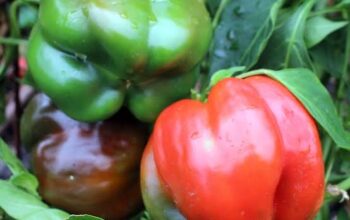 Red and Yellow Capsicum