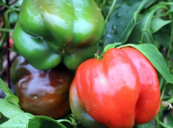 Red and Yellow Capsicum