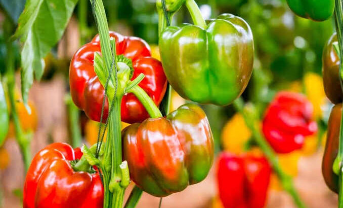 Red and Yellow Capsicum