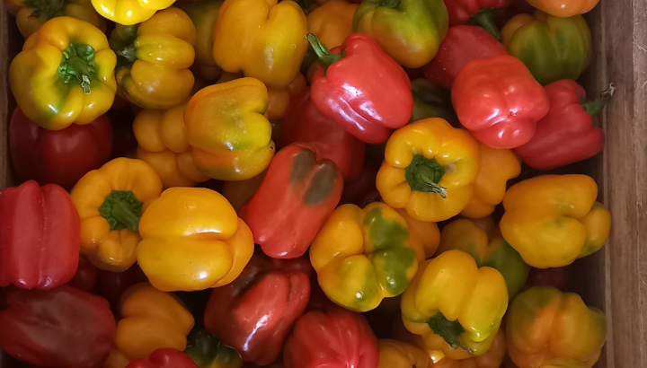 Red and Yellow Capsicum