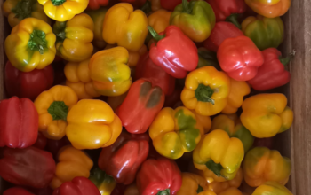 Red and Yellow Capsicum