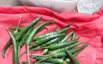 African Birds Eye Chillies