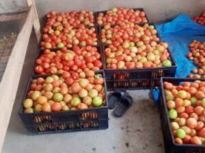 Tomato in wholesale