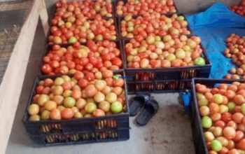 Tomato in wholesale