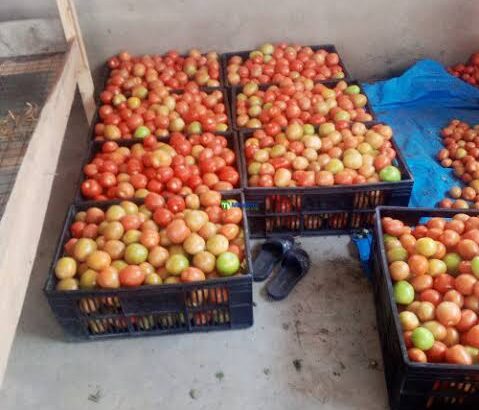 Tomato in wholesale