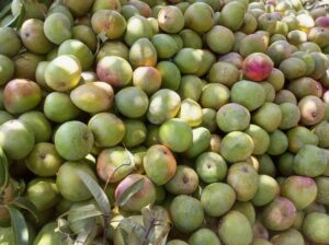 Apple & ngoe mangoes