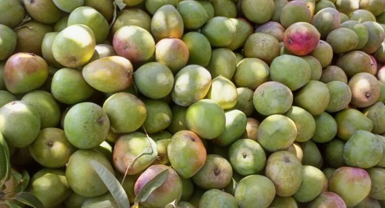 Apple & ngoe mangoes