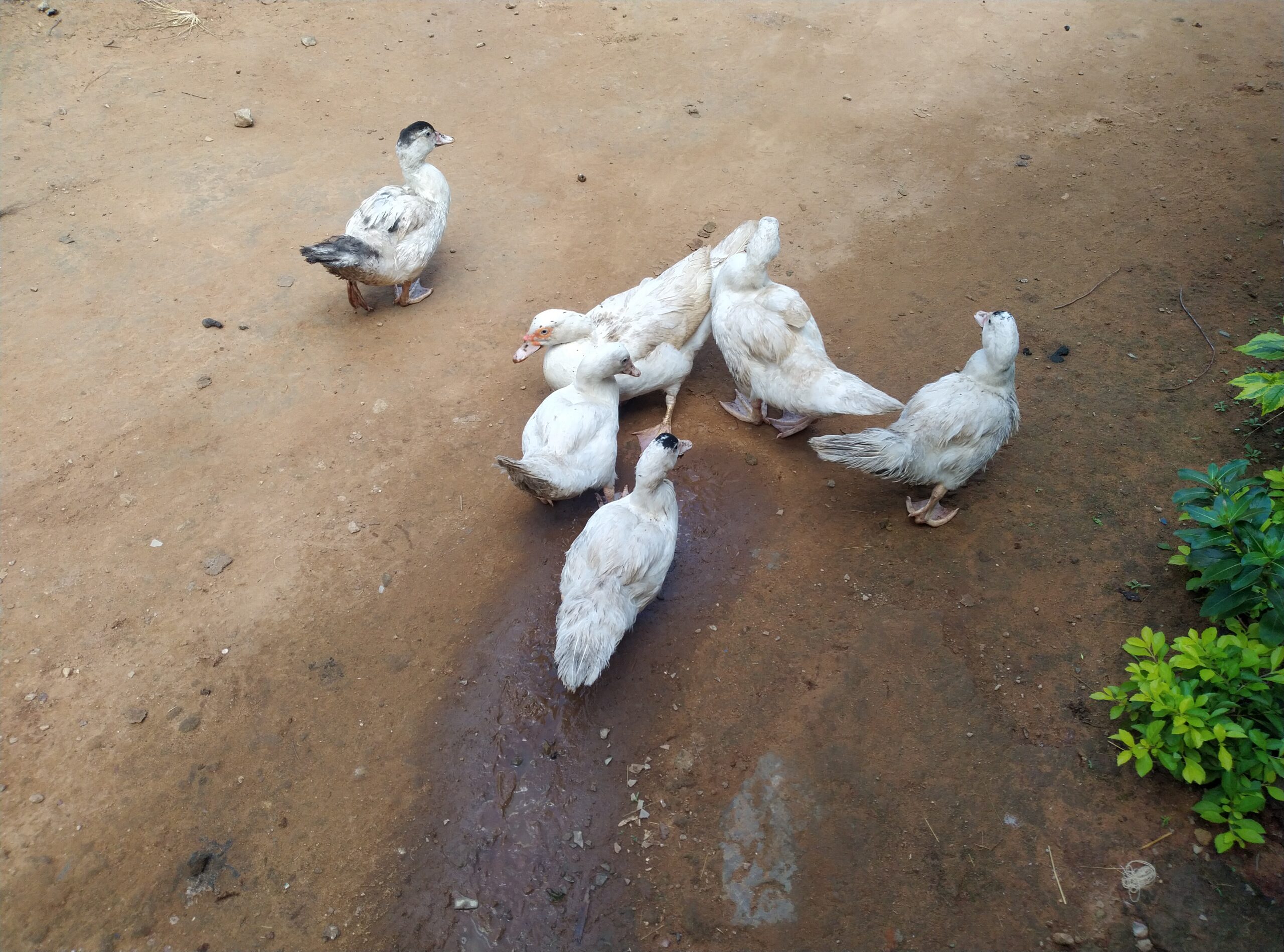 Ducks for sale