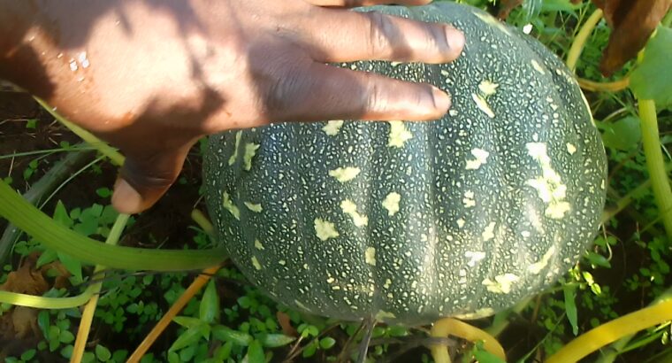 Fresh pumpkins