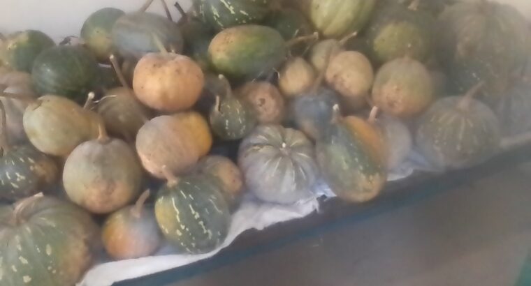 Fresh pumpkins