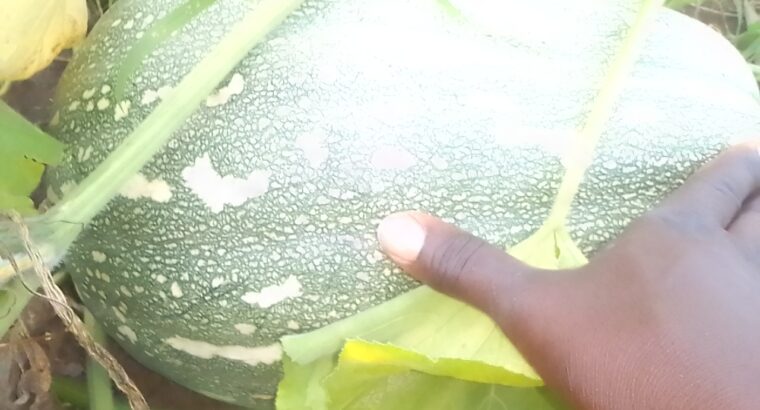 Fresh pumpkins