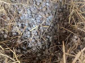 Rabbit droppings/manure