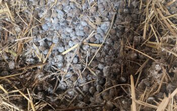 Rabbit droppings/manure