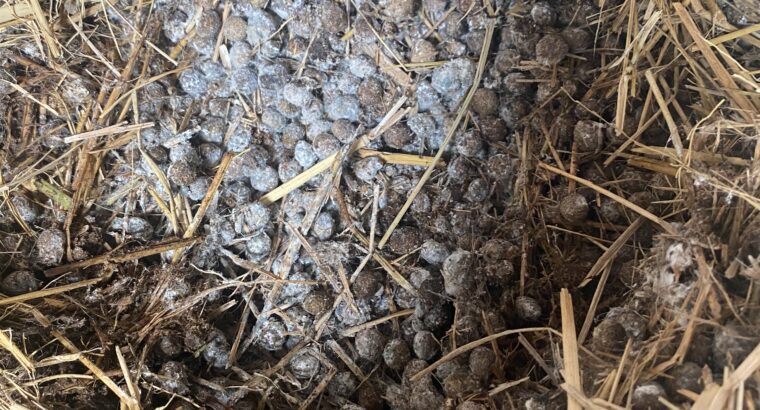 Rabbit droppings/manure