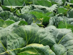 Fresh Cabbages for Sales