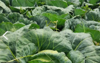 Fresh Cabbages for Sales