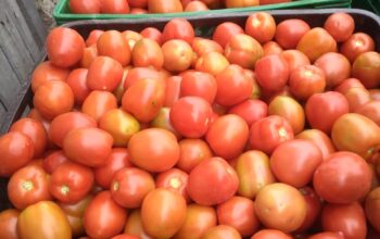 Tomatoes Grade 1