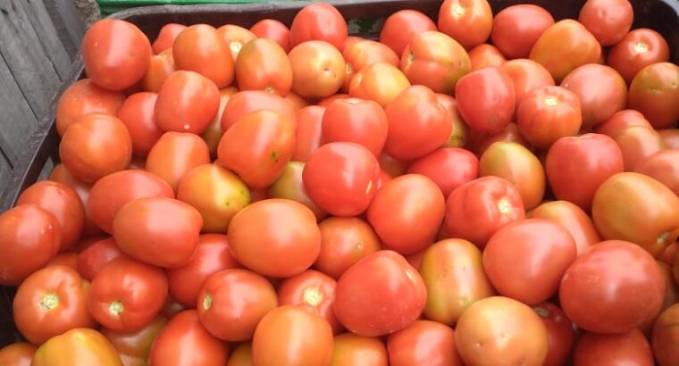 Tomatoes Grade 1