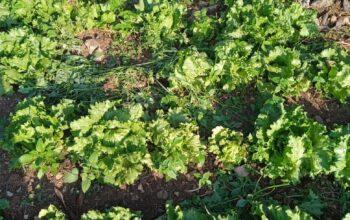 Lettuce for sale