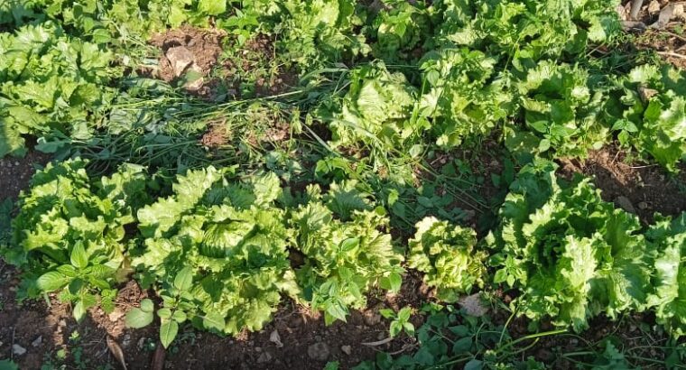 Lettuce for sale