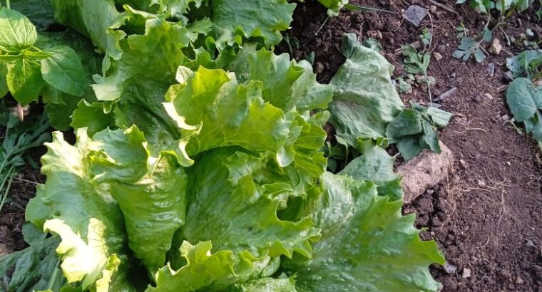 Lettuce for sale