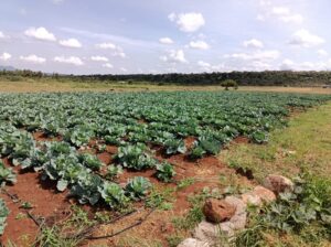 Cabbages for sale