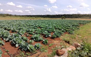 Cabbages for sale