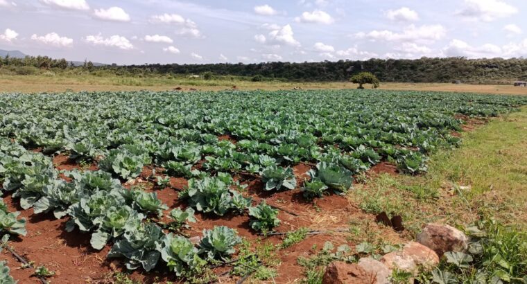 Cabbages for sale