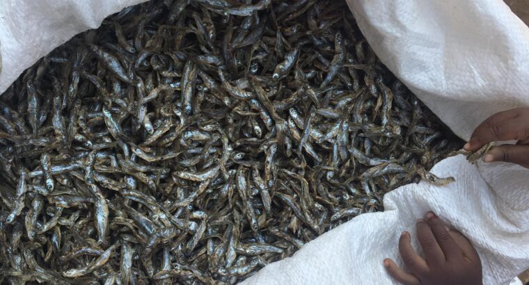 Fresh Omena dagaa Farmers Market Kenya