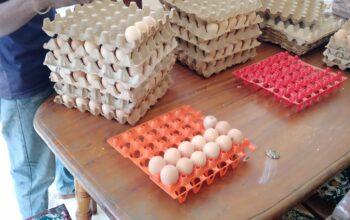 Fertile kienyeji eggs