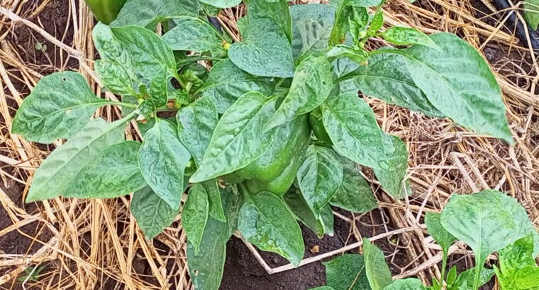 Farmer seller Capsicum