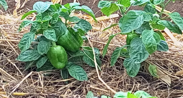 Farmer seller Capsicum