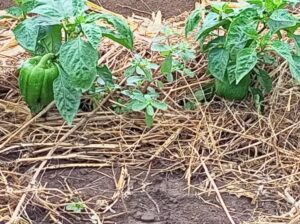 Farmer seller Capsicum