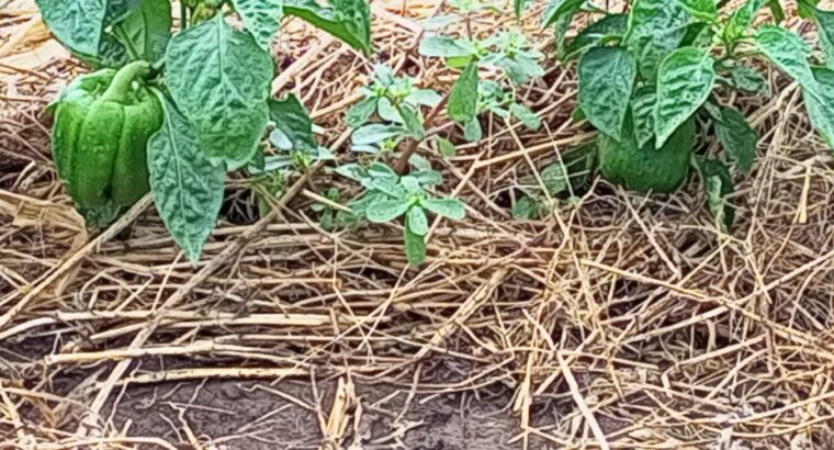 Farmer seller Capsicum