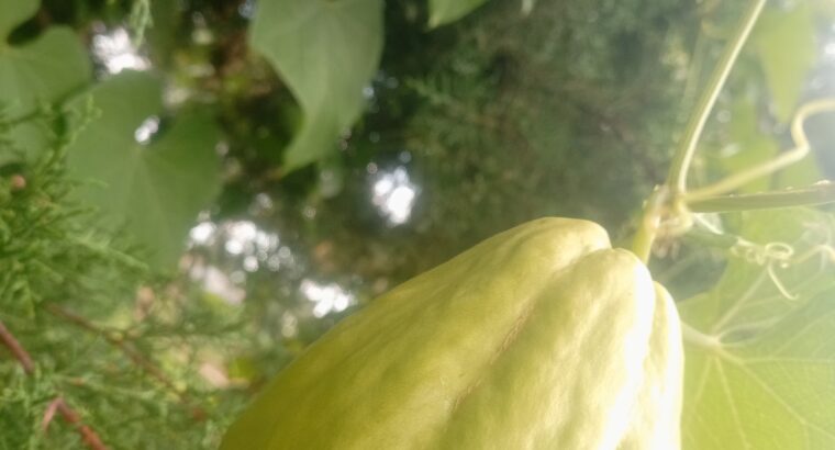 Chayote squash