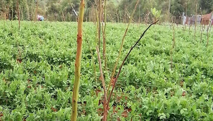 Snowpeas