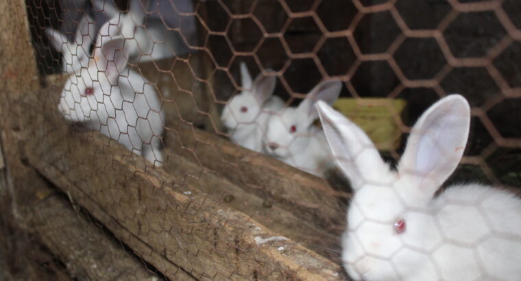 Rabbits For sale