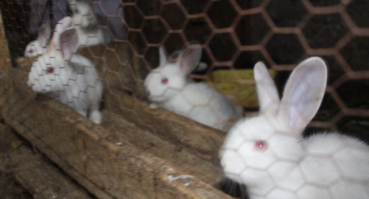 Rabbits For sale