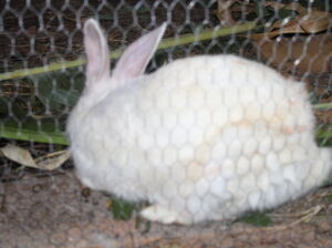 Rabbits For sale