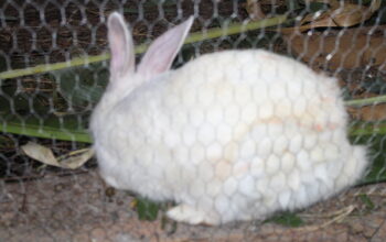 Rabbits For sale