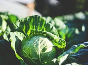 Cabbages for sale