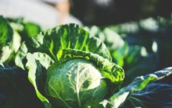 Cabbages for sale