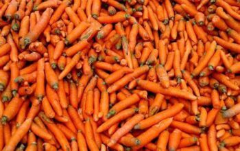 Fresh farm carrots