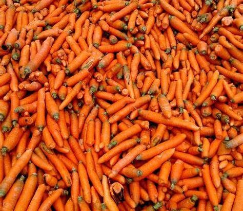 Fresh farm carrots